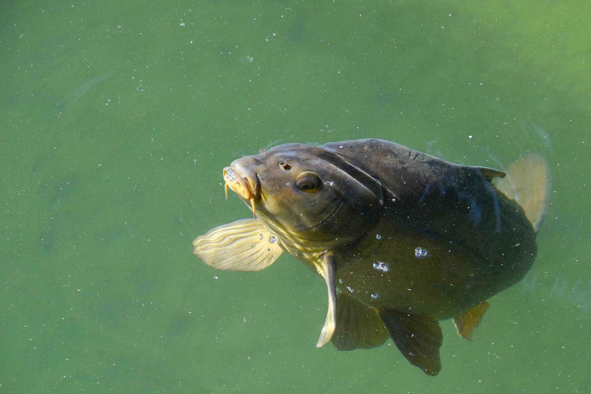 essenzielles_PFAS_karpfen, der in einem Teich schimmt 